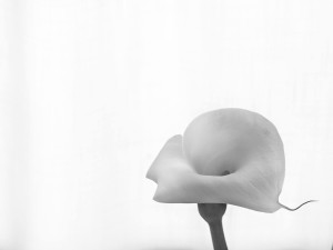 storia di una calla_10_monicamaurino