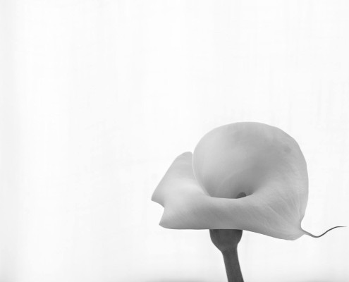 storia di una calla_10_monicamaurino