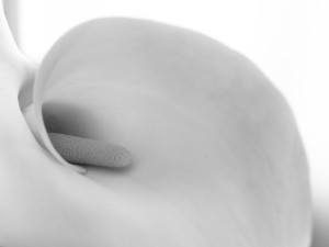 storia di una calla_11_monicamaurino