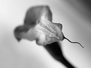 storia di una calla_14_monicamaurino