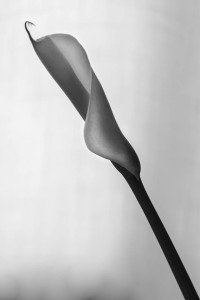 storia di una calla_1_monicamaurino