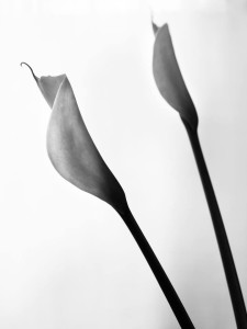 storia di una calla_2_monicamaurino