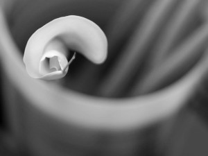 storia di una calla_3_monicamaurino