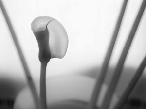 storia di una calla_4_monicamaurino