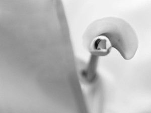 storia di una calla_5_monicamaurino