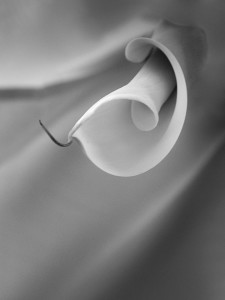 storia di una calla_6_monicamaurino