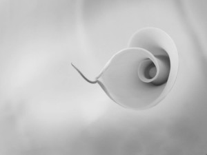 storia di una calla_7_monicamaurino