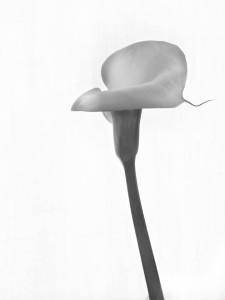 storia di una calla_8_monicamaurino