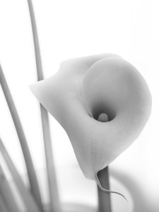 storia di una calla_9_monicamaurino